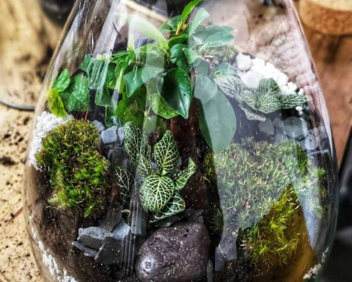 Atelier terrarium Paris et Île de France 15ème ou 18ème